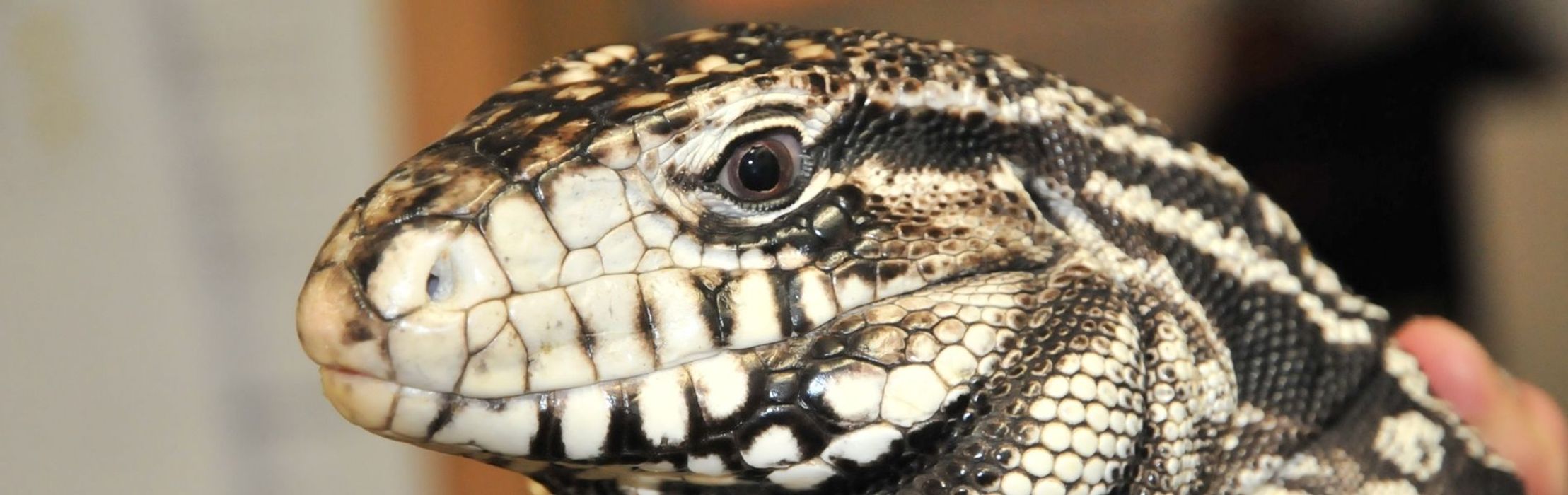 Argentine Black & White Tegu