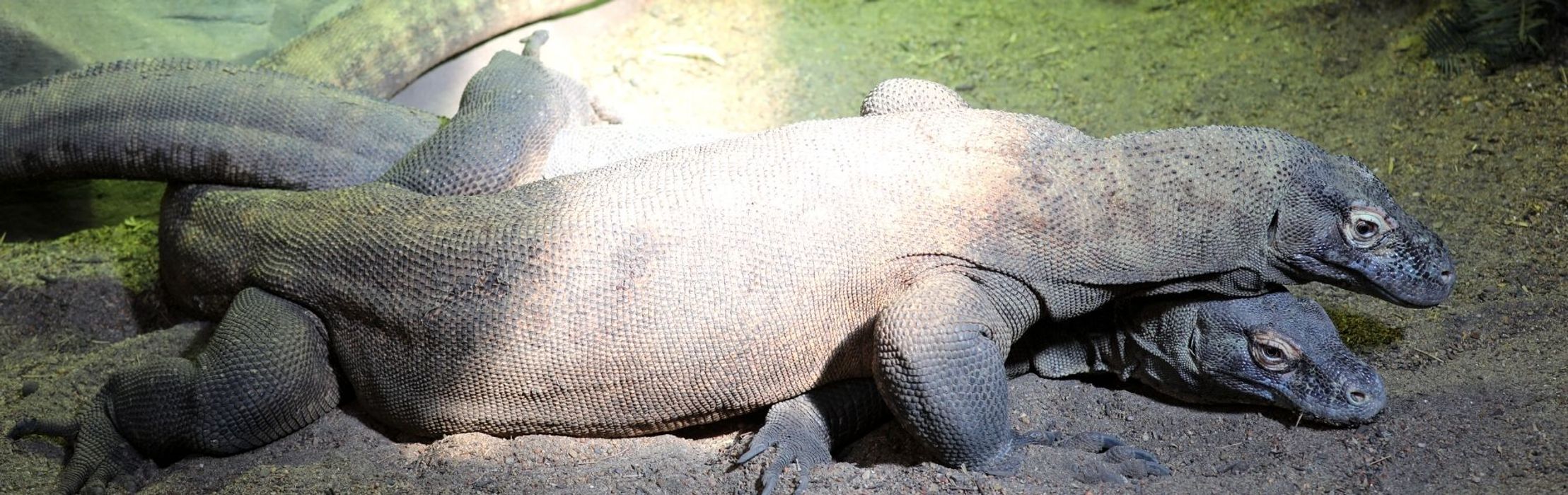 Komodo Dragons Successful Mating an Australian First