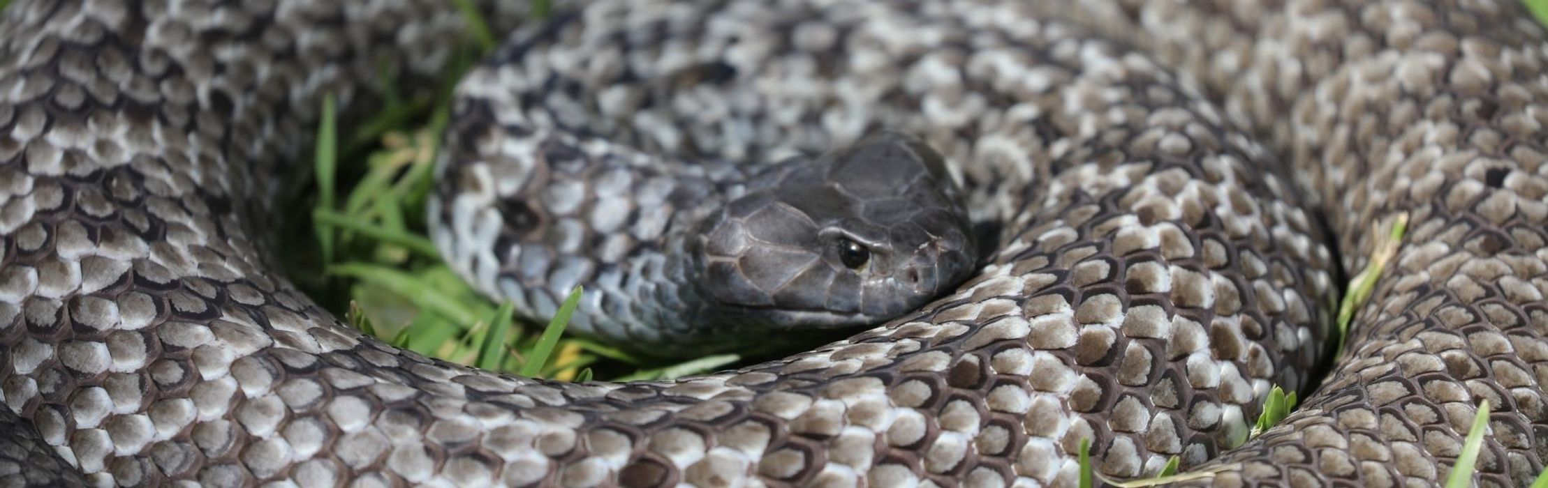 Australian Reptile Park Issues Warning as Snake Season Begins