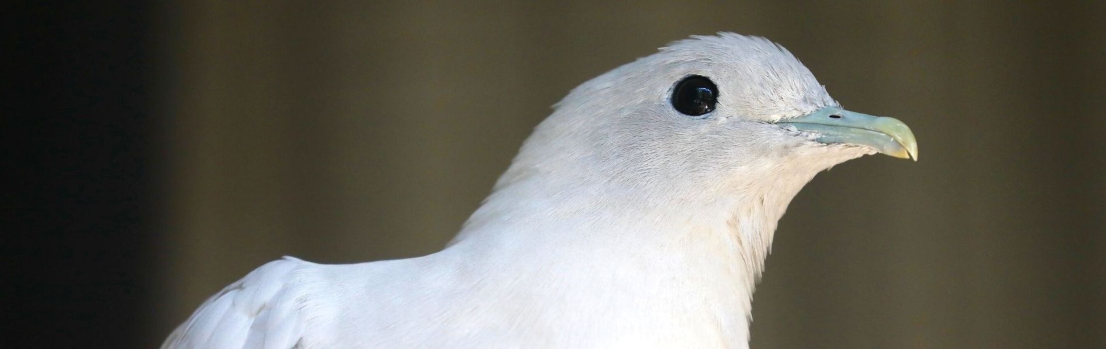 Torresian Imperial Pigeon