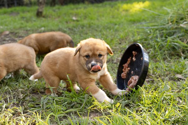 See Dingo Puppies Rain or Shine