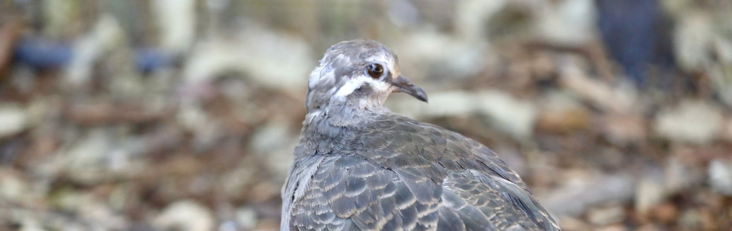 Australian Reptile Park Common Bronzewing