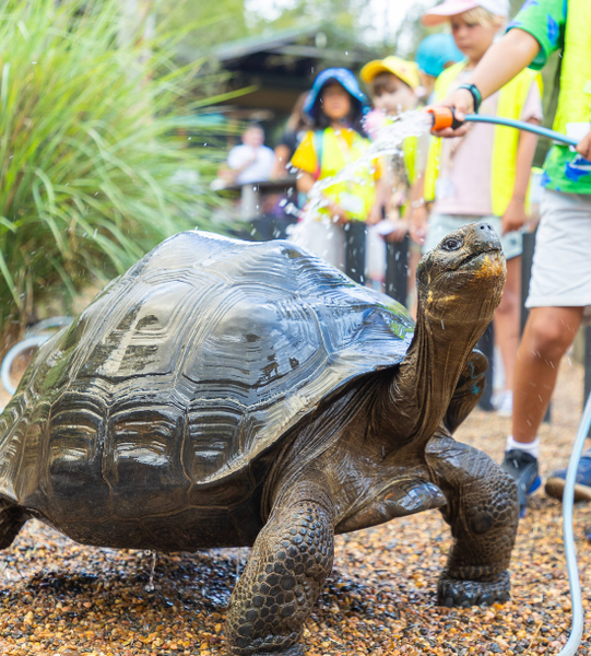 Children washing a Galapagos tortoise