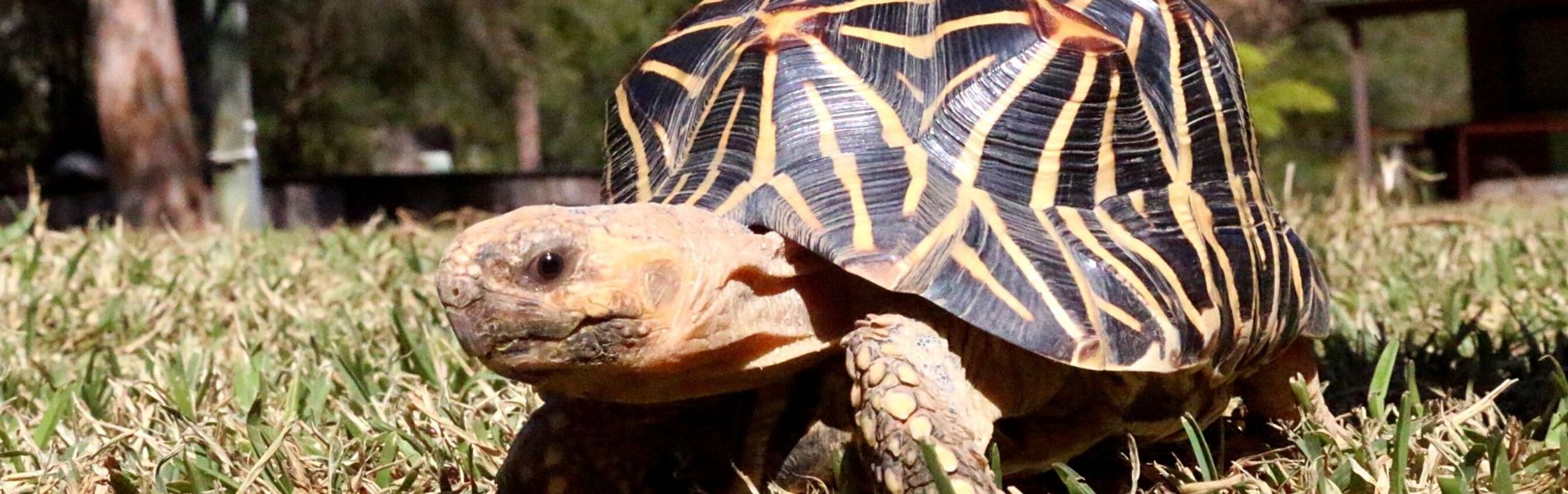 Australian Reptile Park Indian Star Tortoise