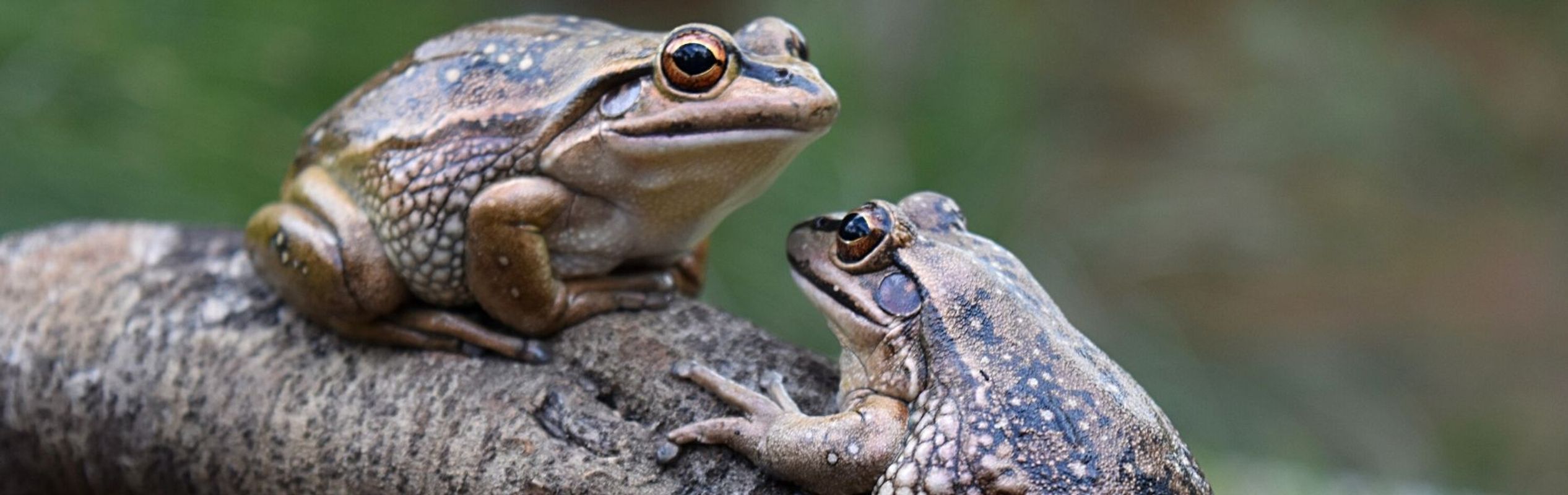 Australian Reptile Park Green & Golden Bell Frog