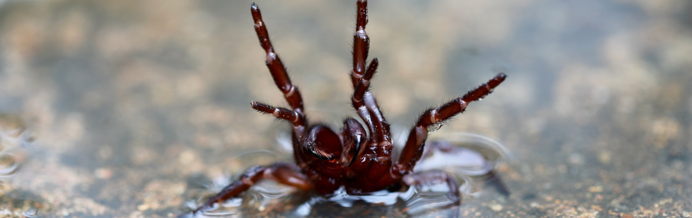 Funnel-Web Spider Season Is Just Around the Corner