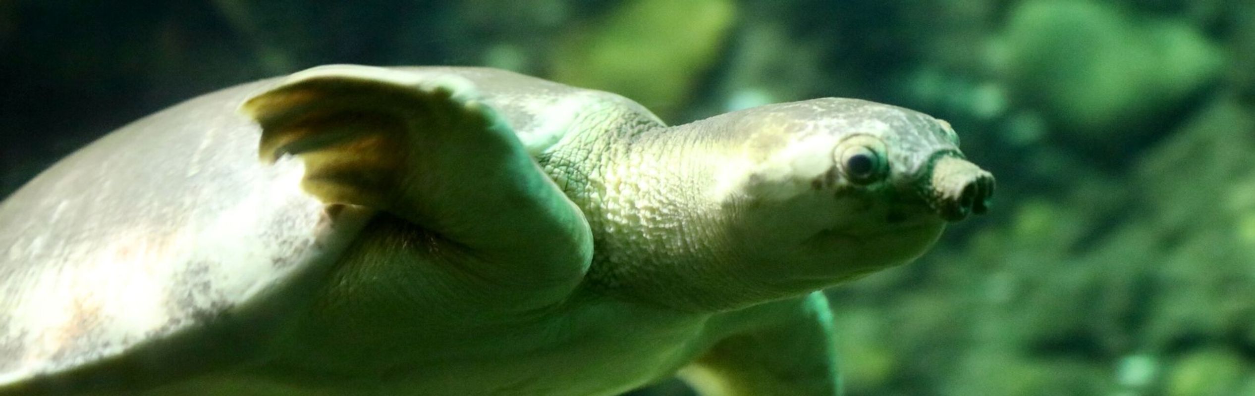 Australian Reptile Park Pig-Nosed Turtle