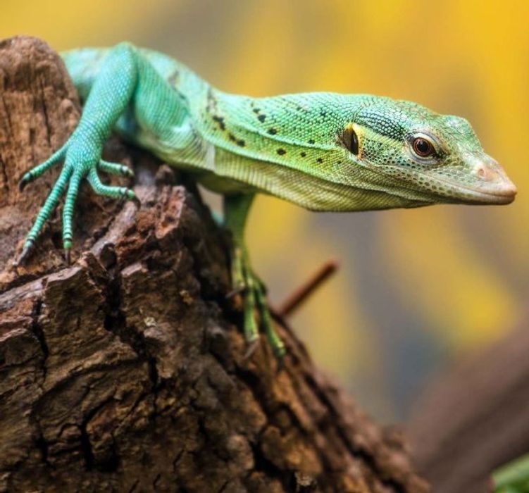 Emerald Tree Monitor