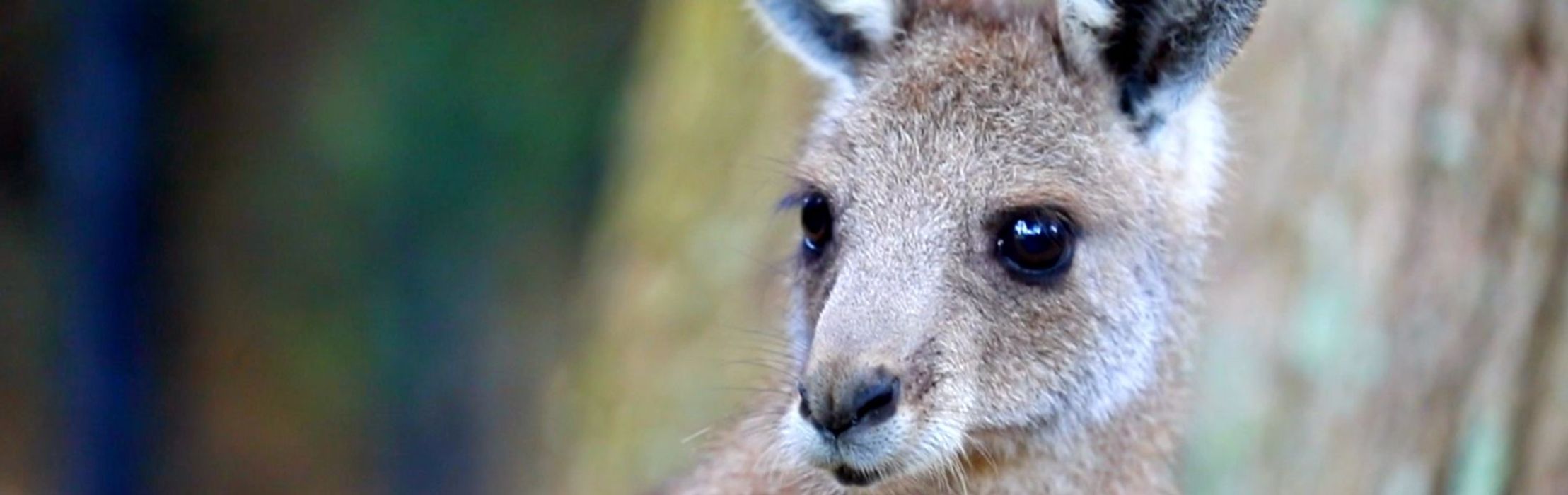 Kangaroo Joey Named “Ash Barty” in Honour of Australian Open Win