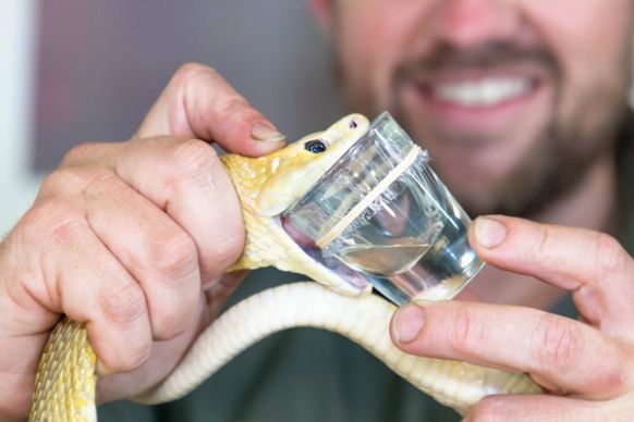 Coastal Taipan Snake Milking Inside Weigel Venom Centre at the Australian Reptile Park