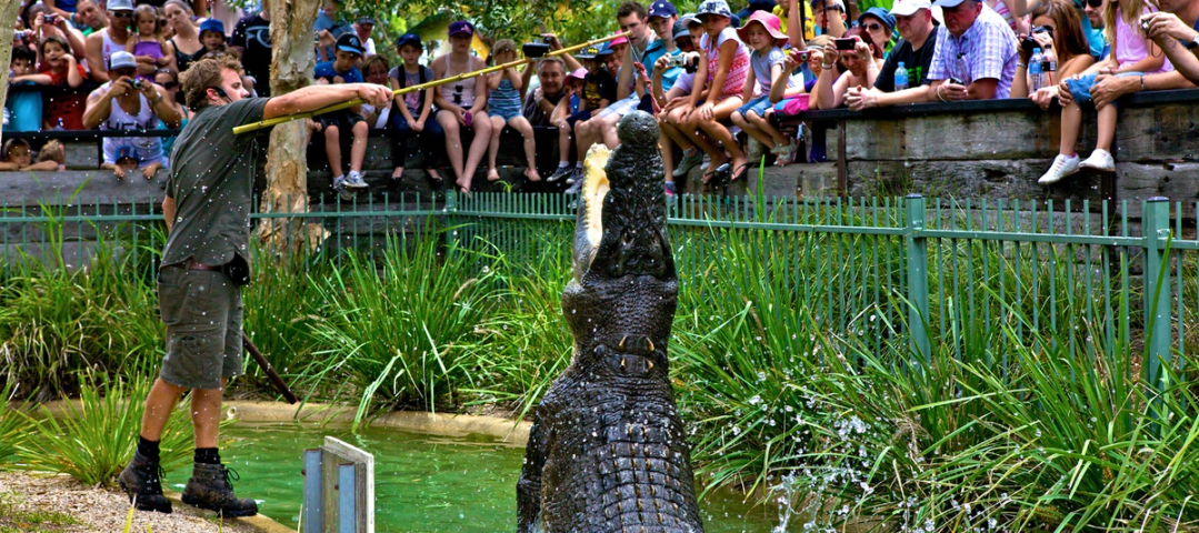 Croc Week | Summer Holidays at the Australian Reptile Park