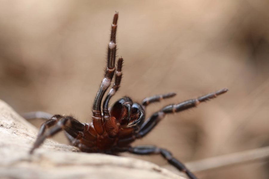 funnel web spider