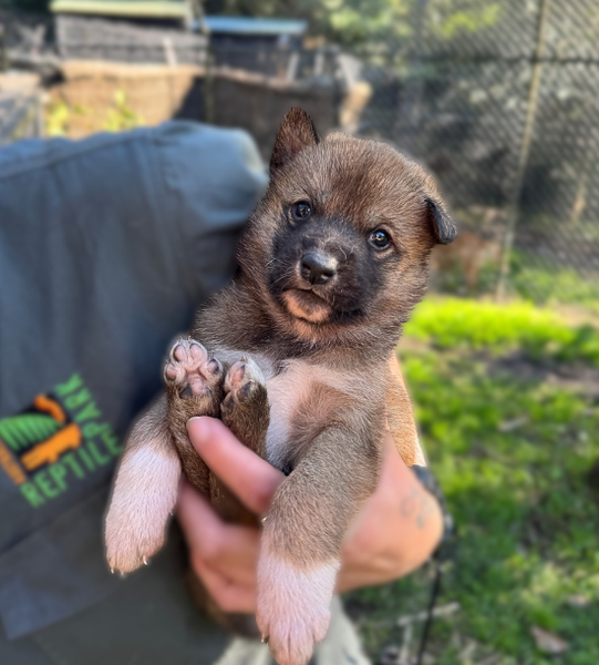 Snickers the dingo puppy