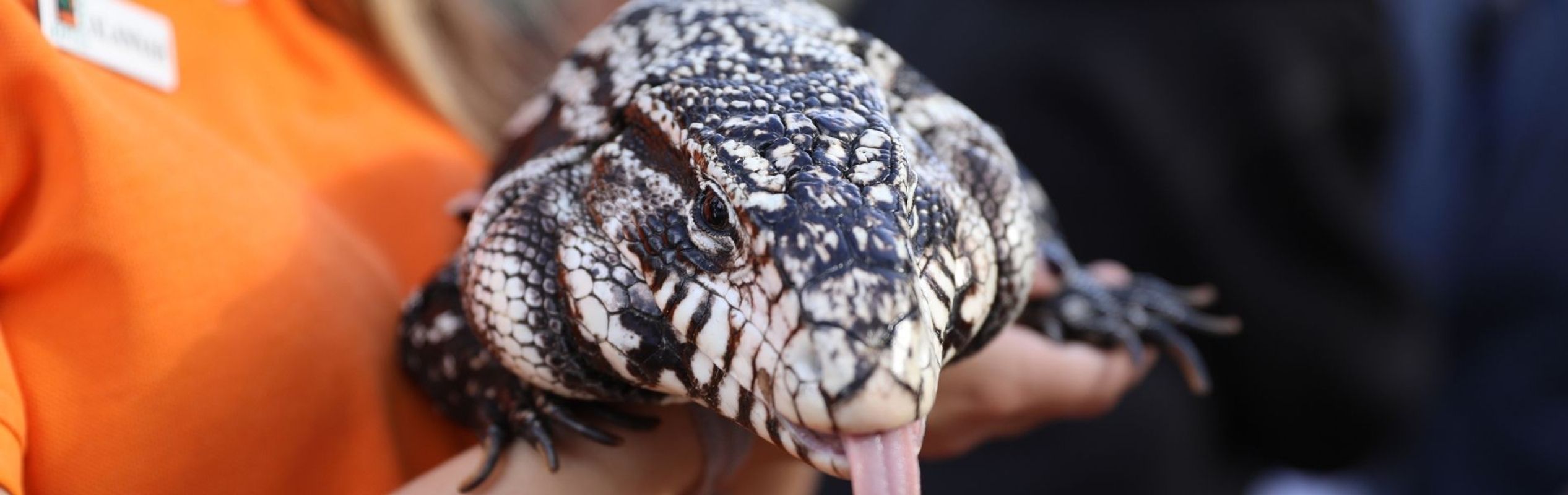 Australian Reptile Park Argentine Black & White Tegu