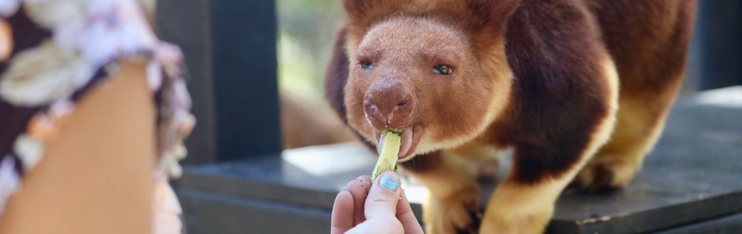 New Encounter with Tree Kangaroos Helps Raise Awareness