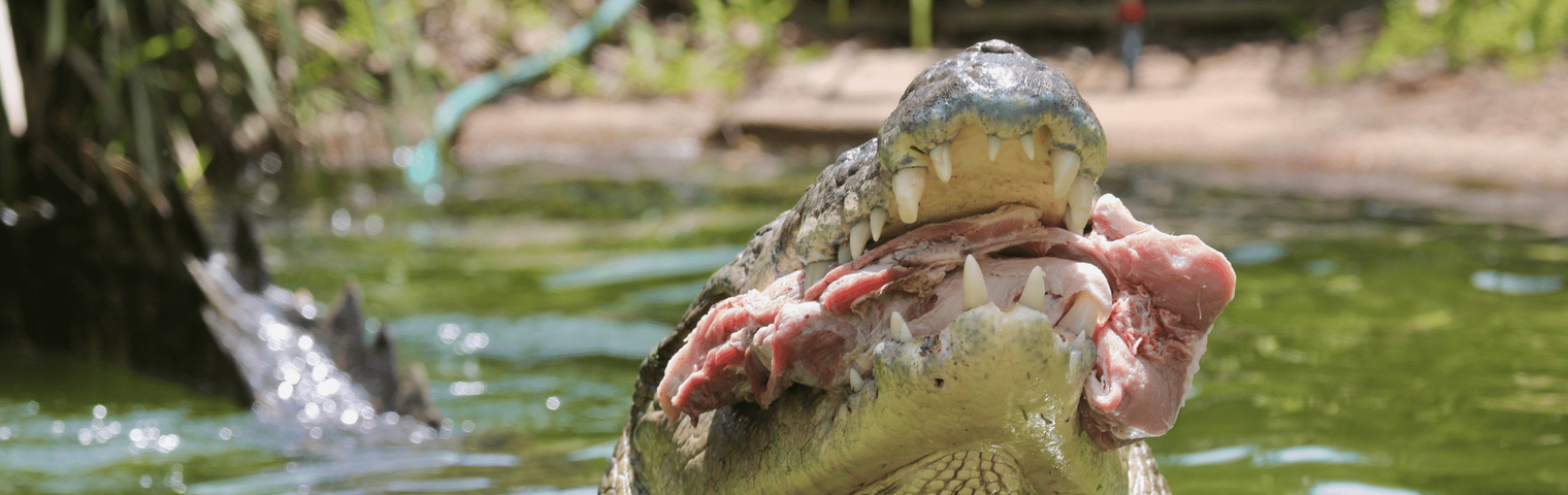 Elvis "The Bonecrusher" Crocodile Crunches on MASSIVE Treat