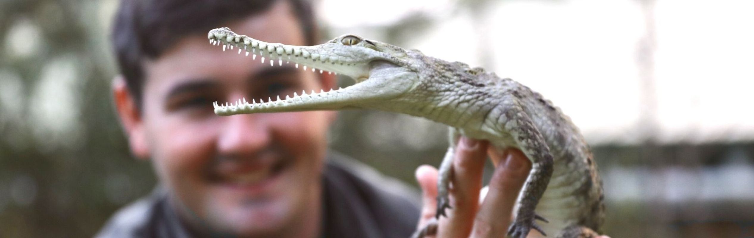 Australian Reptile Park Freshwater Crocodile