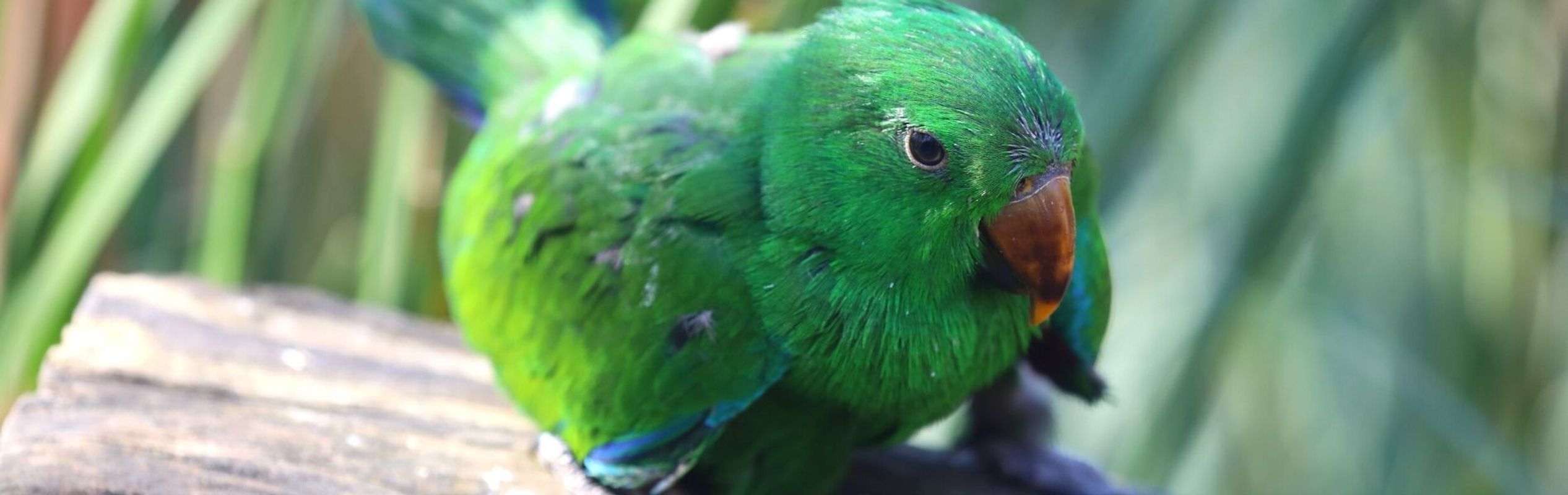 Australian Reptile Park Eclectus Parrot