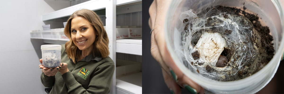 First Funnel Web Egg Sac of the Season | Australian Reptile Park
