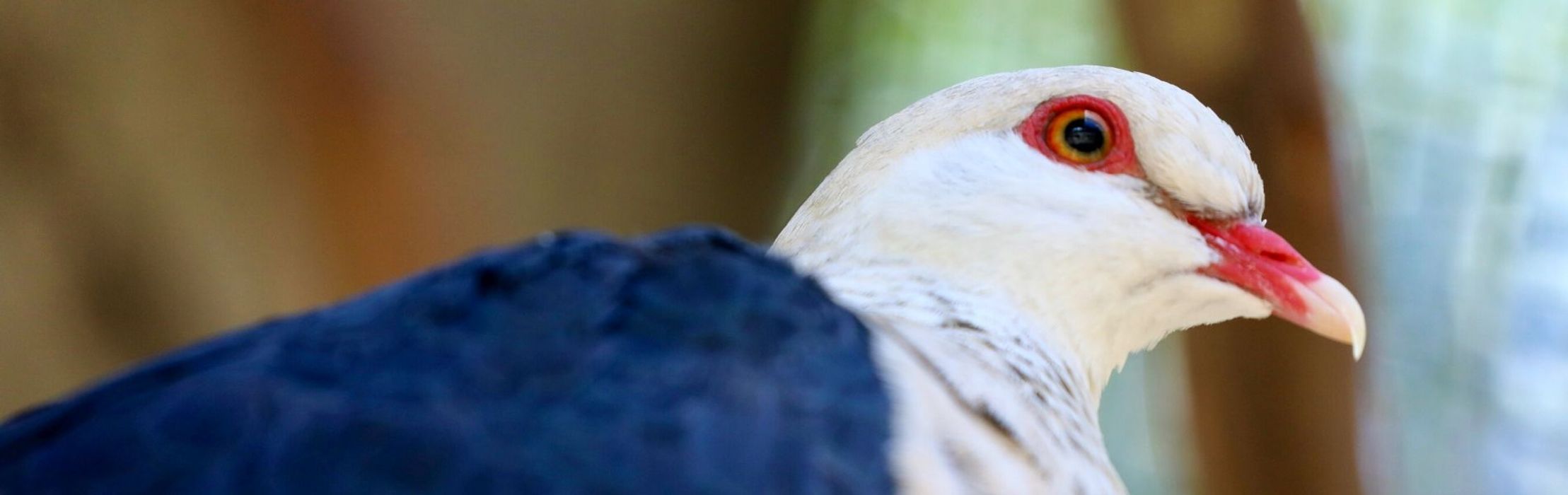 White-Headed Pigeon