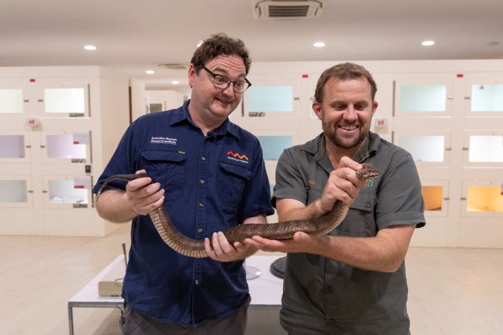 Shazza: The Biggest Living Death Adder Ever Recorded | Australian Reptile Park