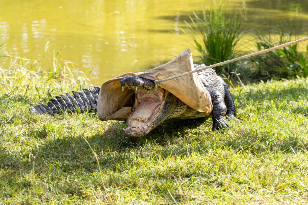Alligator on bank of lagoon