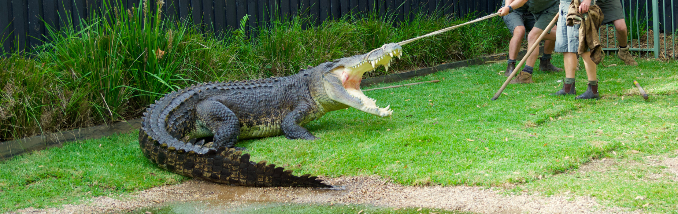 Capturing Australia's Crankiest Croc for Teeth Extraction