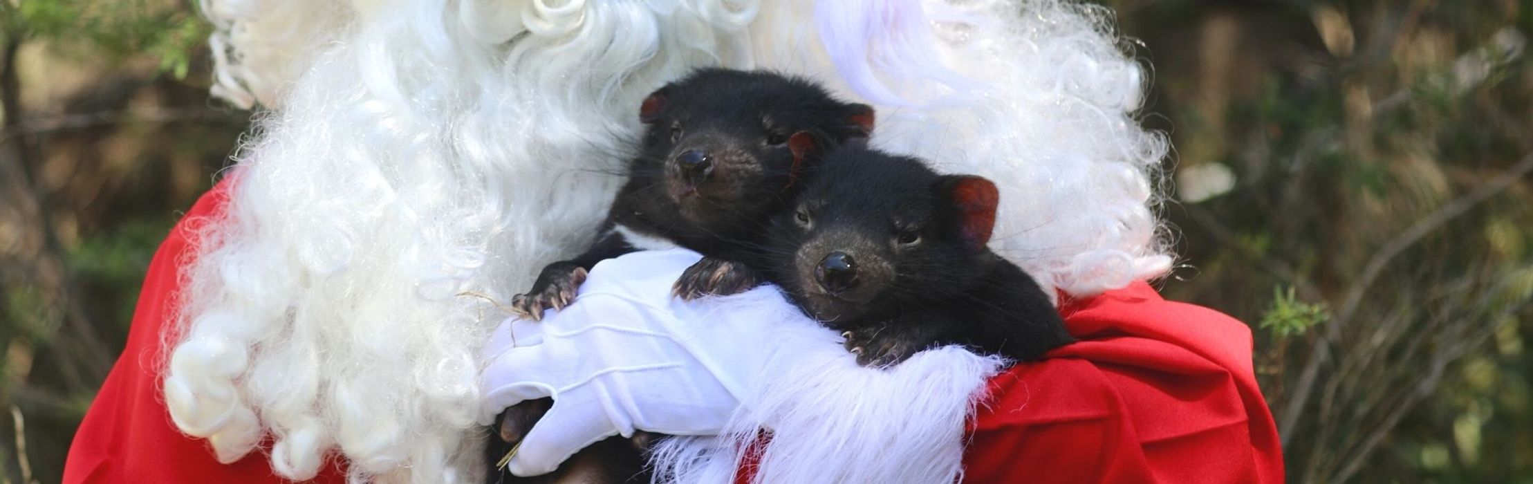 Santa Visits The Australian Reptile Park!