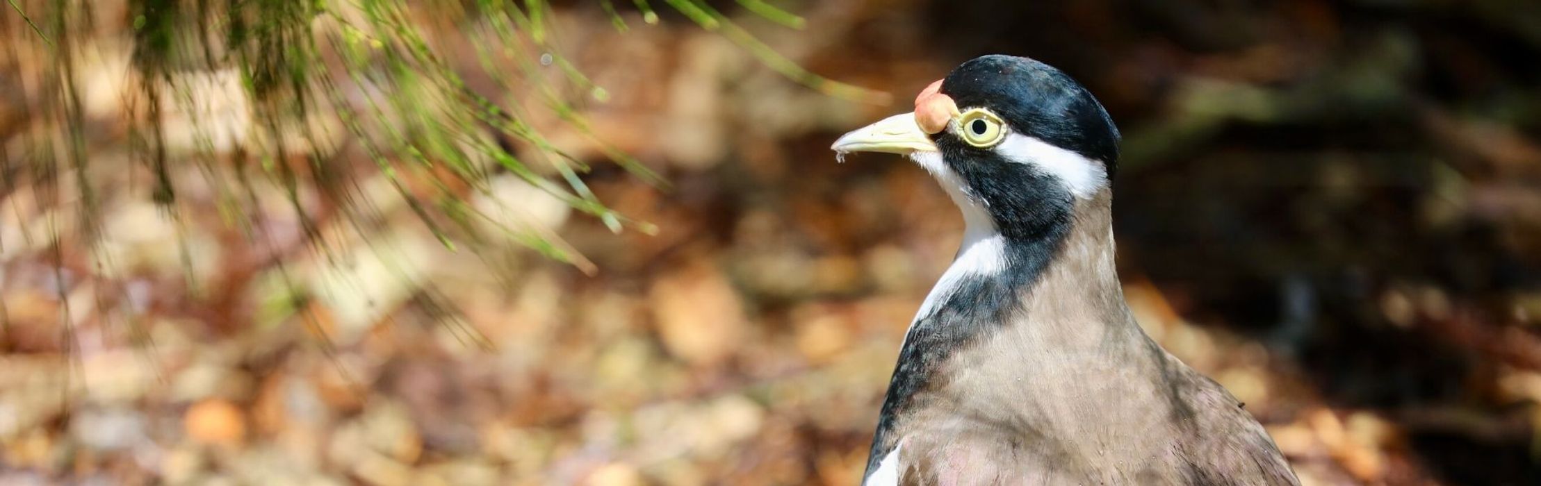 Banded Lapwing