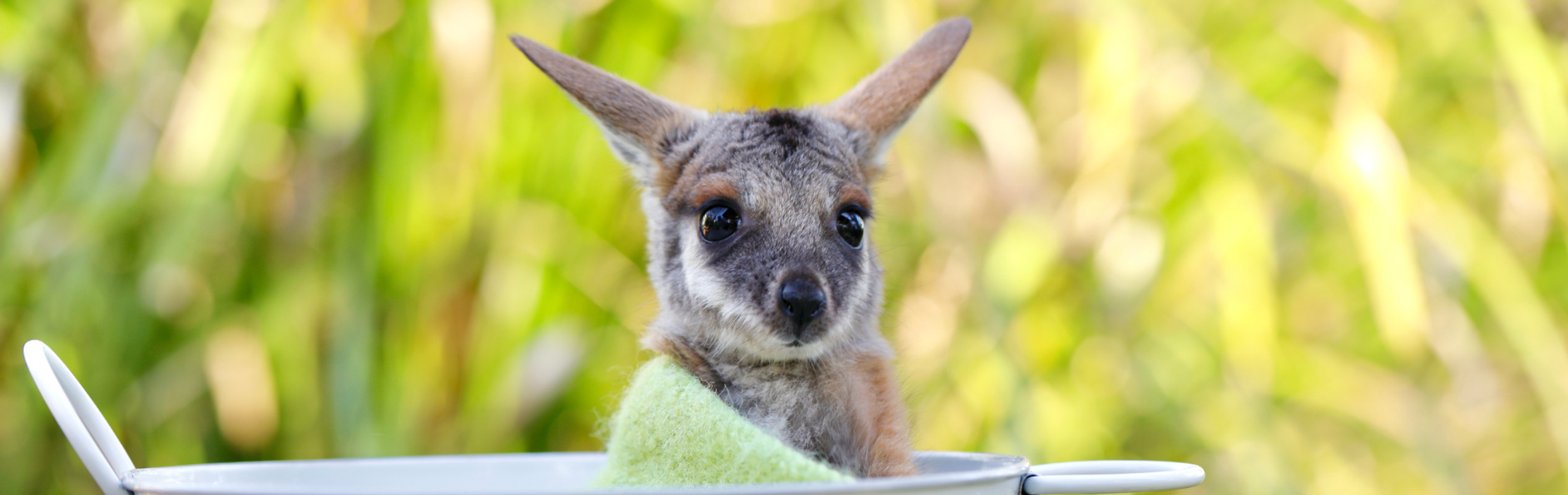 Rescued Wallaby "Matilda" Bouncing Back After Rough Start