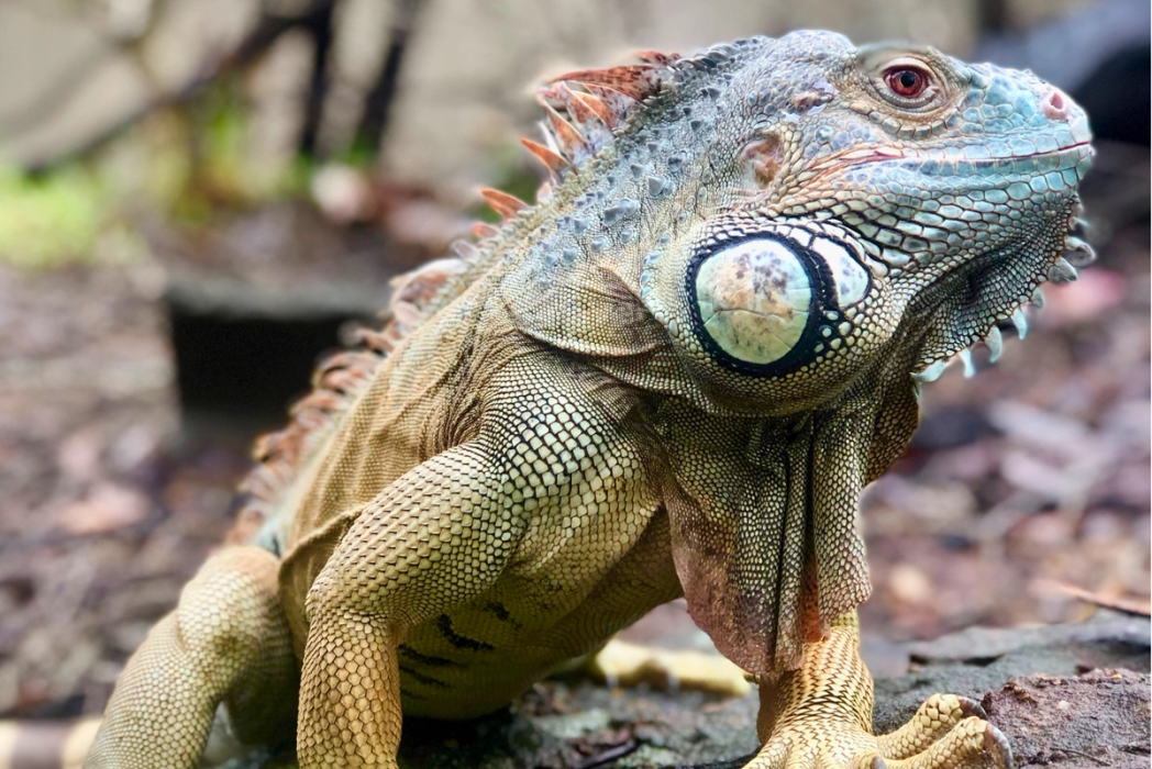 Green Iguana