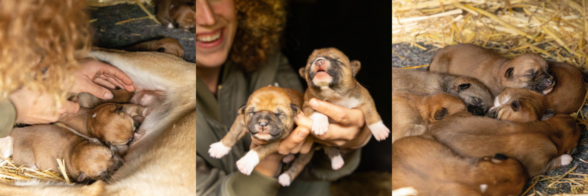 Dingo puppies born at the Australian Reptile Park 2026