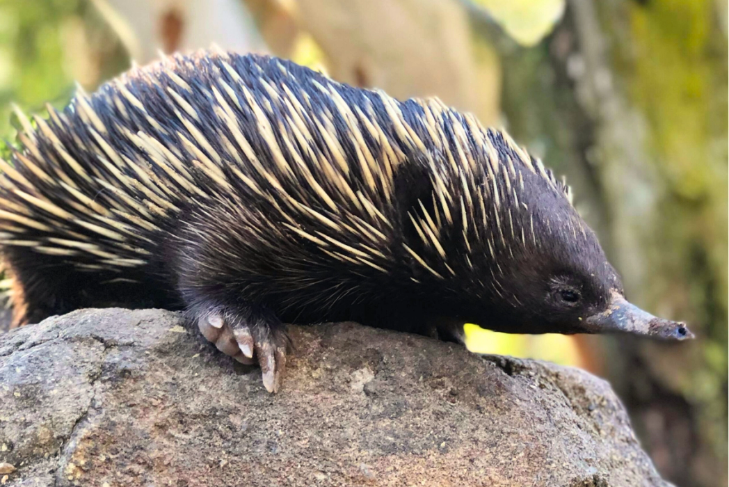 Echidna