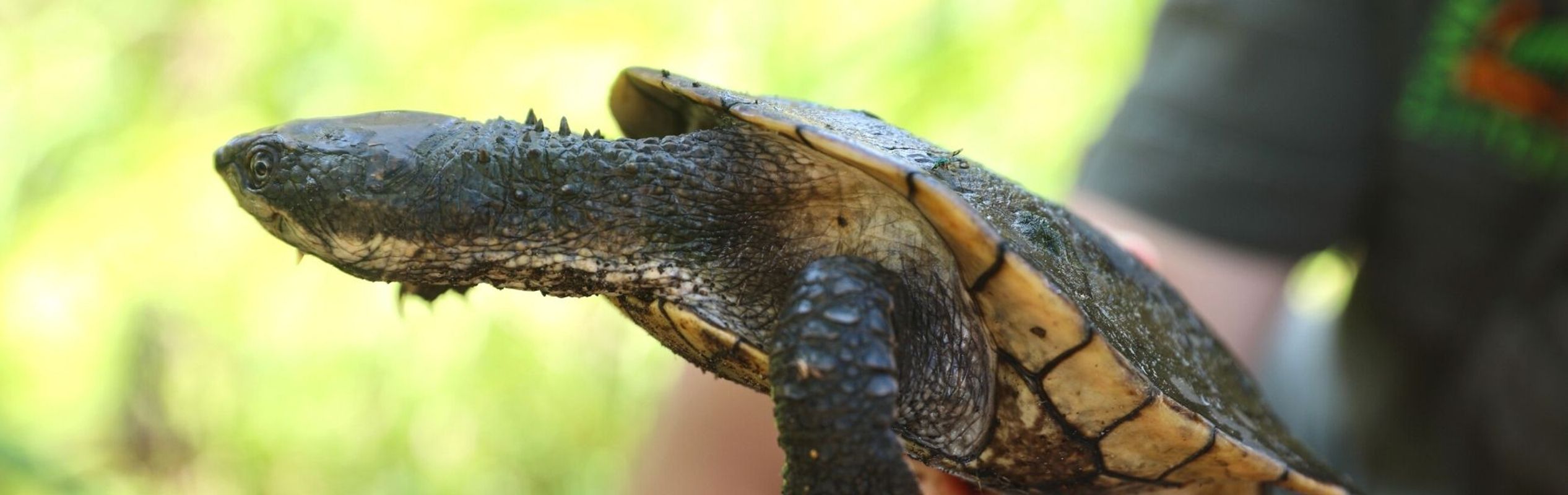 Australian Reptile Park Saw-Shelled Turtle