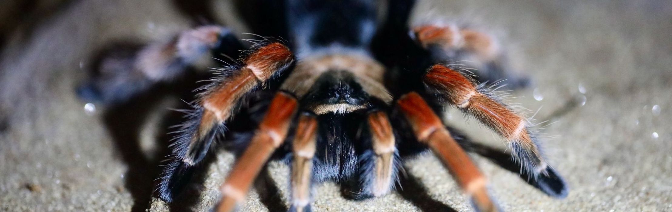 Mexican Fireleg Tarantula