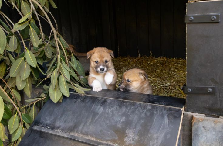 Six young dingo puppies exploring their yard at the Australian Reptile Park