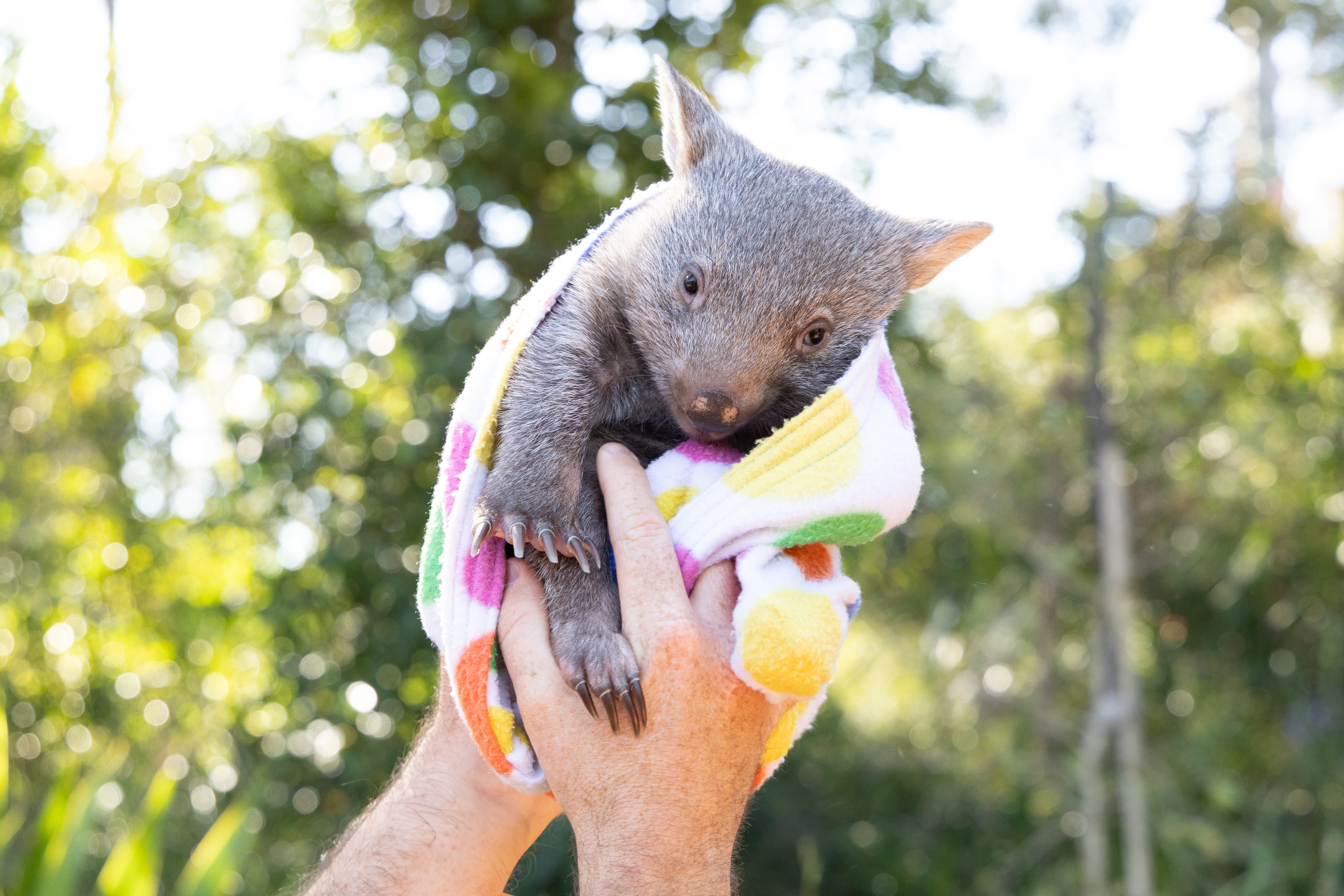 Orphaned Wombat Sunny Hits 5kg Milestone | Australian Reptile Park