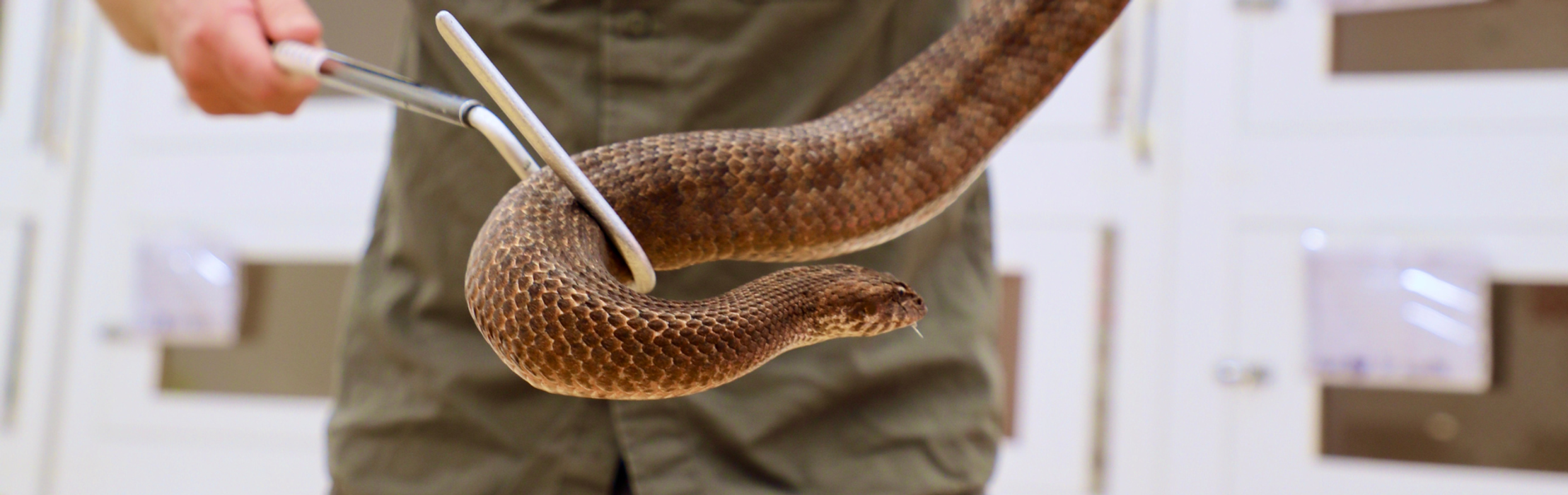 Death Adder Packs a Punch with Enormous Venom Yield