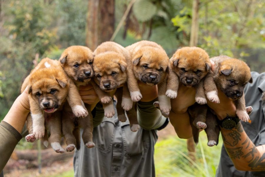 Meet Our Dingo Puppies