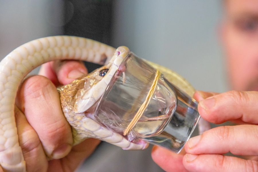 Coastal Taipan Venom Milking