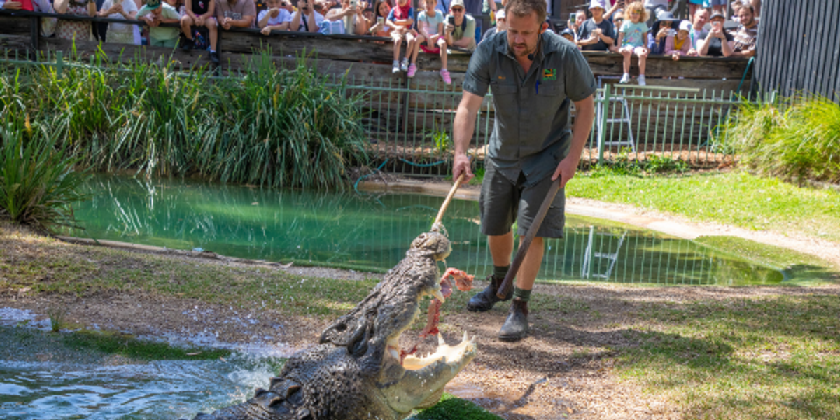 crocodile feeding