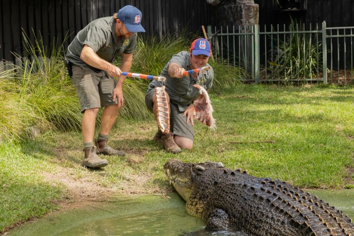 Elvis the Crocodile Tips the Knights for NRL Grand Final 2026 | Australian Reptile Park