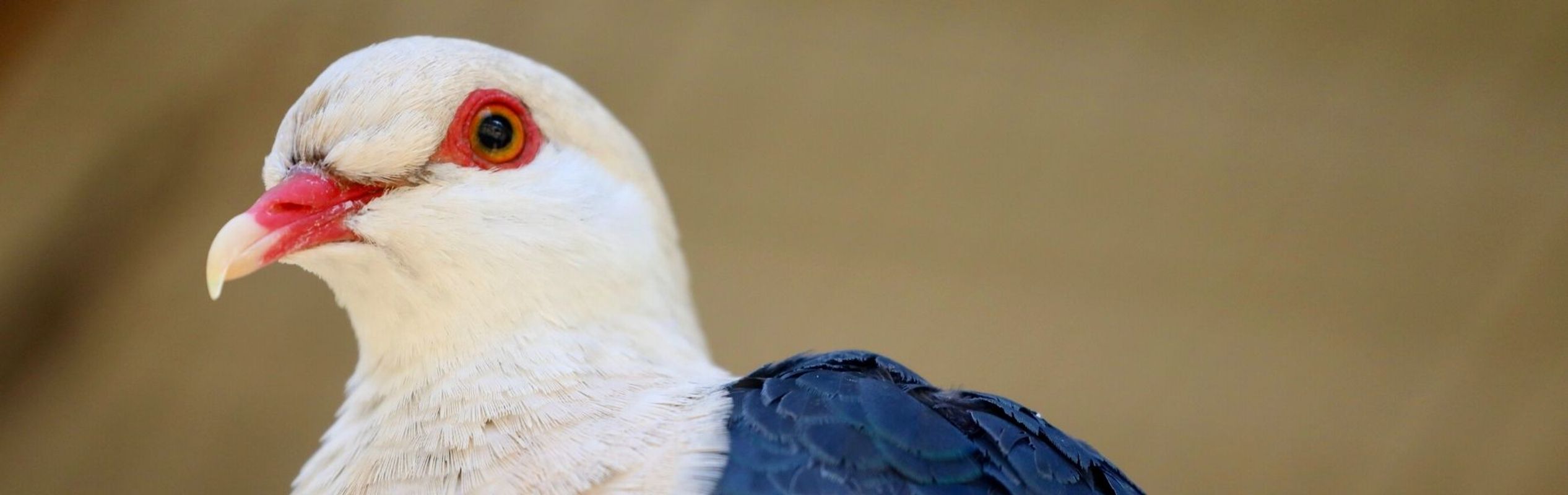 Australian Reptile Park White-Headed Pigeon