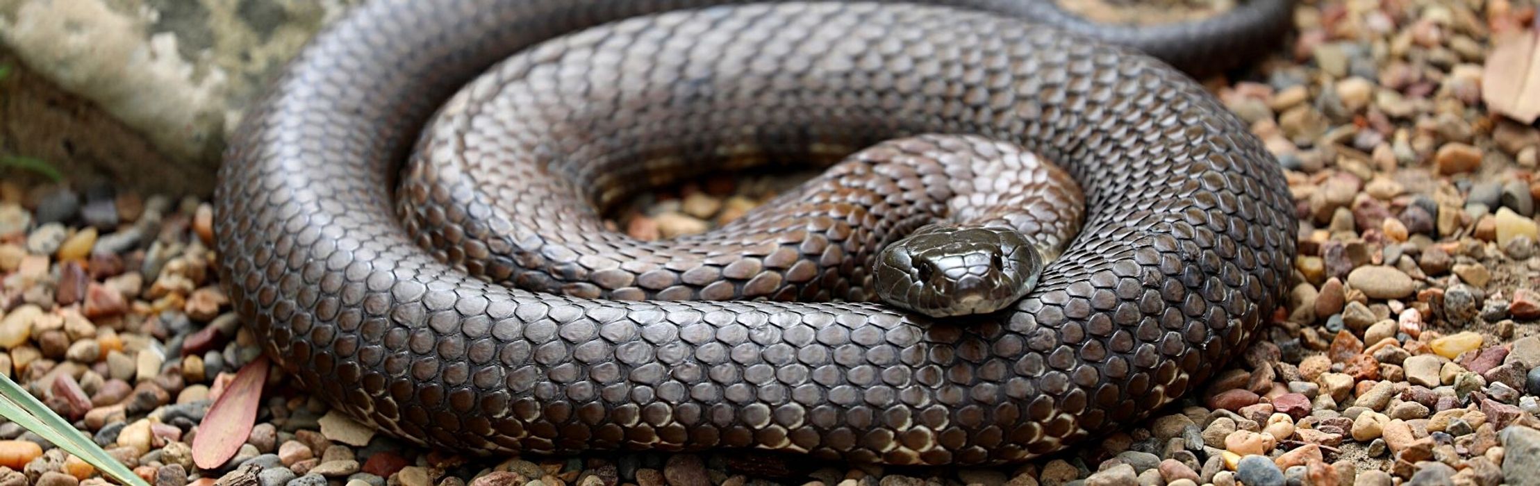 Mainland Tiger Snake