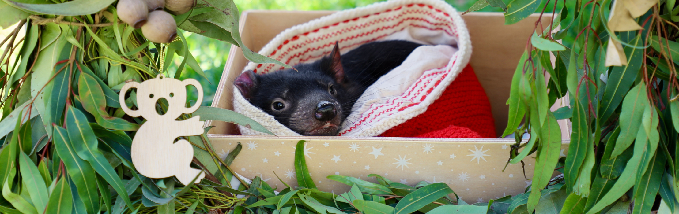 Baby Animals Celebrate First Christmas!