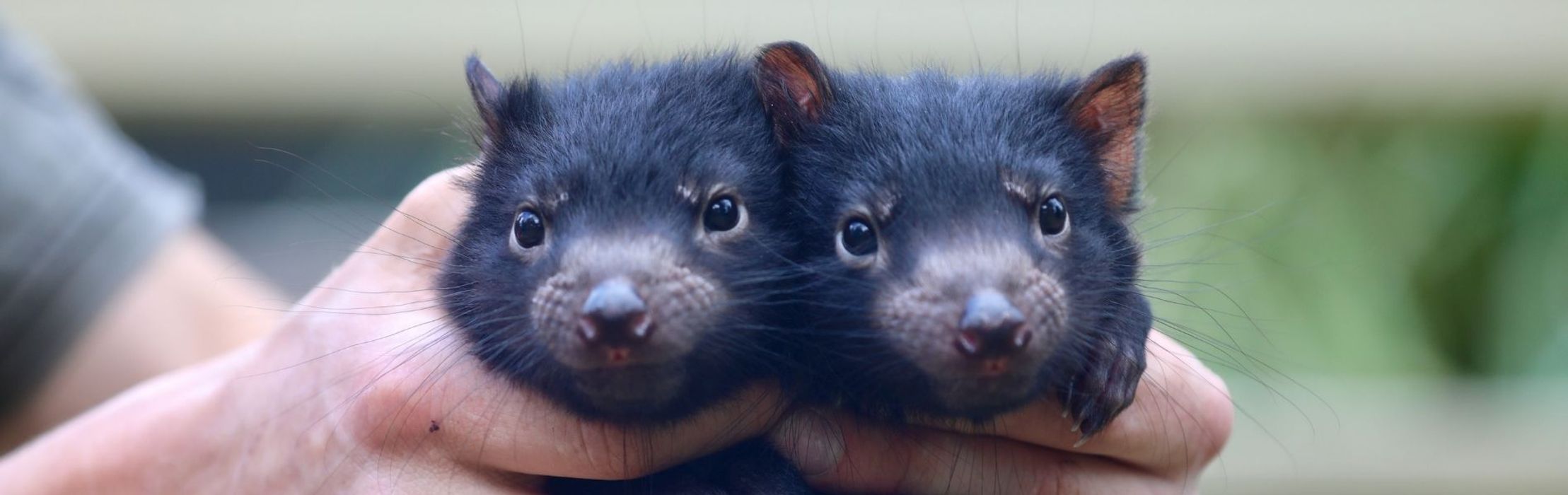 Baby Animal Preschool at the Australian Reptile Park