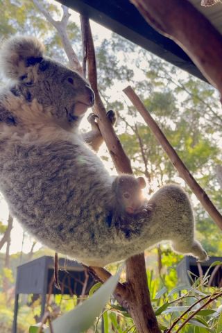 Koala mum with new baby joey
