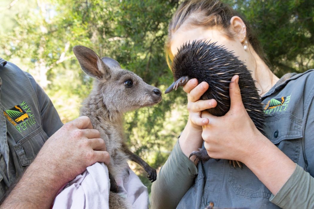 Roosta the Eastern Gray Kangaroo JoeyPiggle the Echidna Puggle