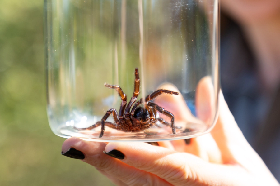 funnel web spider