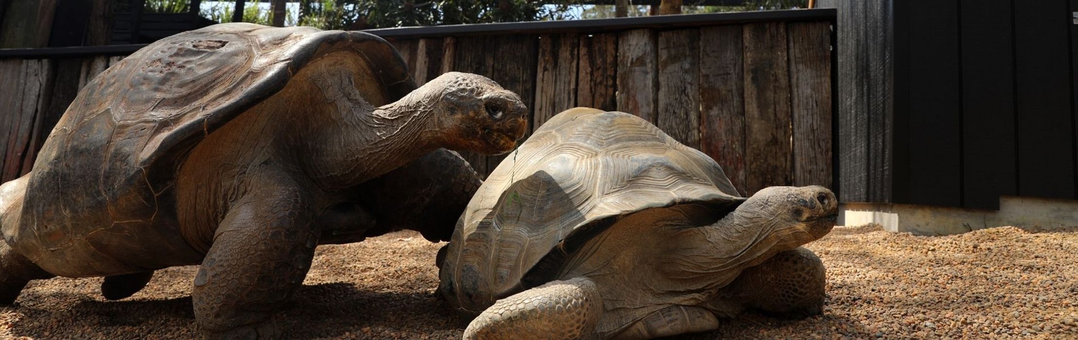 World's Most Famous Tortoise Couple Moves in Together